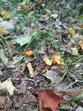 Nicolet College Exercise Trail