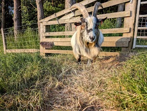 West Barn Pygmy Goats