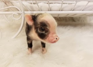 Mini Pocket Pigs LLC