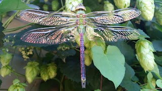 Dragonfly Preschool Northeast Portland