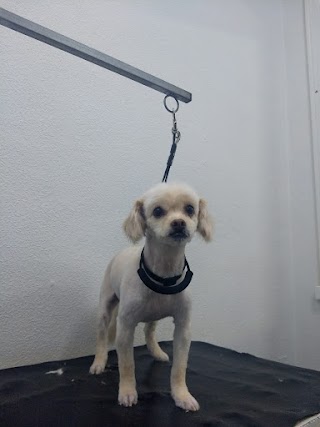 Yacoron Peluquería Canina @peluqueriacaninayacoron