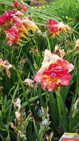 Garden Center at The Home Depot