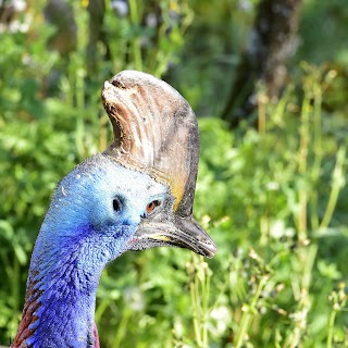 Avifauna