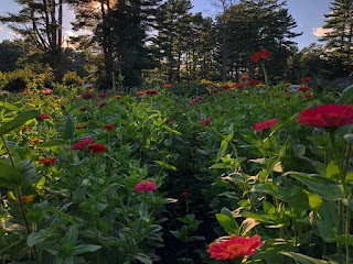 The Borrowed Flower Farm