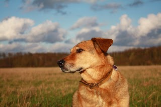 Doggie's day Gassiservice - die mobile Hundebetreuung für Köln