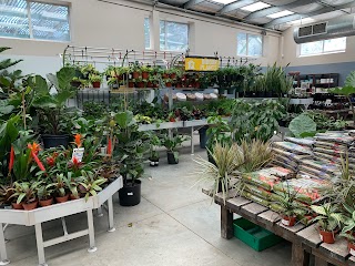 Moana Nursery