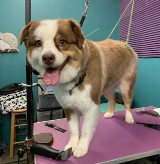 Cosmo's Cuts Pet Grooming and Boutique LLC