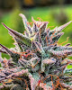 Photo of Goat Ridge Hemp - 336 Vershire Riding School Road, Vershire, VT 05079, USA