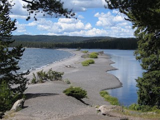 Mimulus Pool