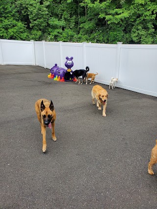 Devil Dog Day Care