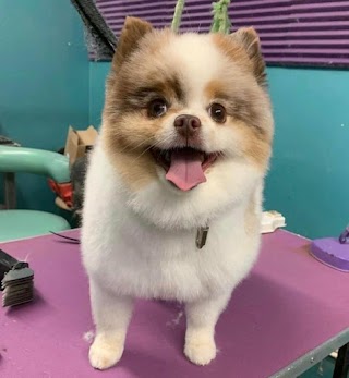 Cosmo's Cuts Pet Grooming and Boutique LLC