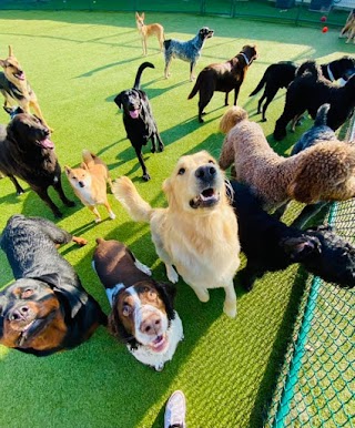 Sterling Meadows Kennel and Cattery