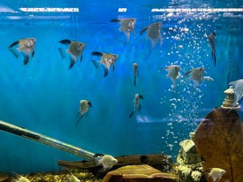 Photo of The Fish Guys - 1472 West Sylvania Avenue, Toledo, OH 43612, USA