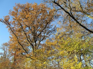 Comptoir Des Bois De Brive