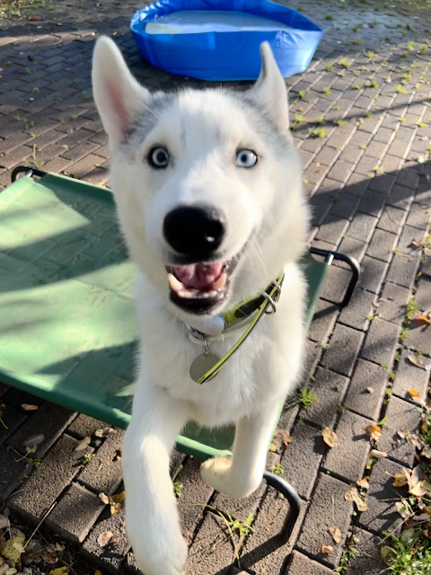 Happy Dog Park