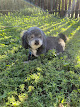 Photo of The Hound Tonsorium - 2909 West Colorado Avenue, Colorado Springs, CO 80904, USA