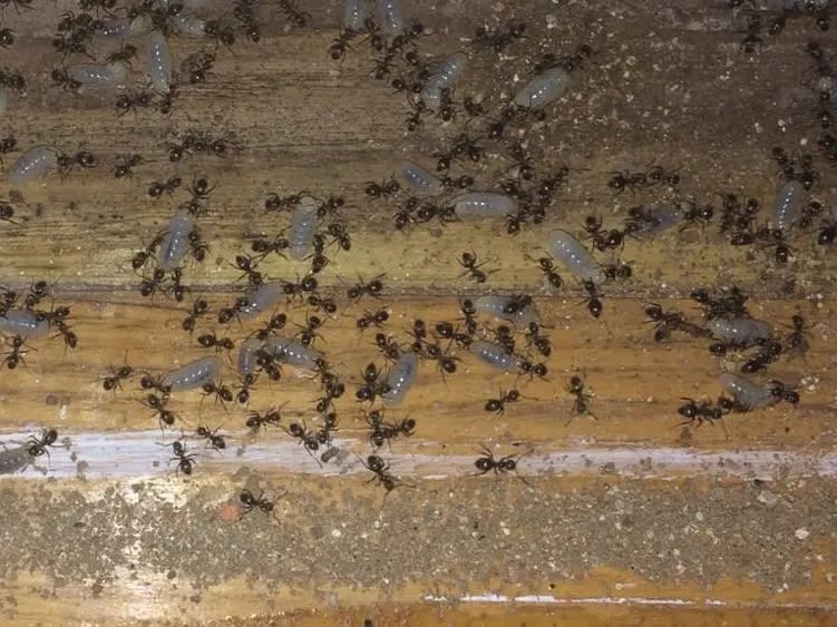 Landguard Pest Control in Flatts House, Leathley Ln, Otley LS21 2JT, UK - Pest Control featuring Delivery
