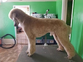 The Altered Dog - Dog Grooming
