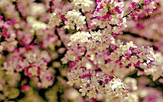 Flowers by Nancy Joslin