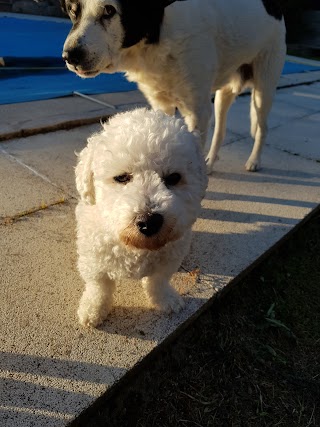 Peluqueria Canina COLMILLOS Y GARRAS