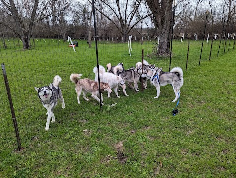 Photo of The Naked Dog - 5945 Lee Road 137, Auburn, AL 36832, USA