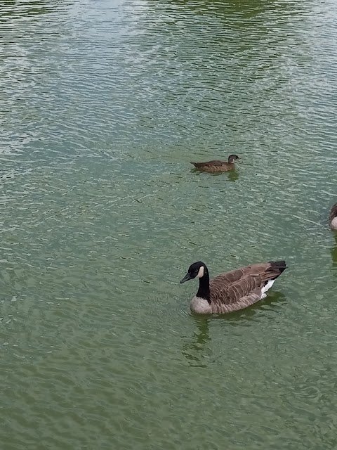 Walker Park Pool