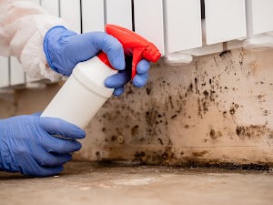 Absolute Mold Remediation Ltd.