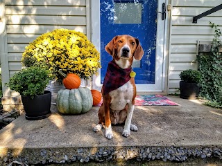 Cherry Point Animal Hospital