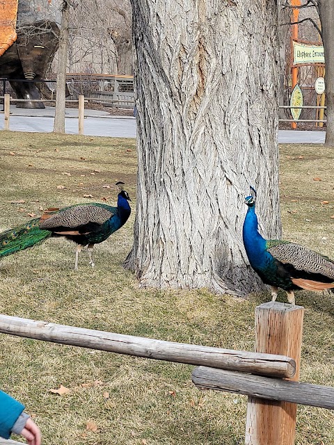 Utah's Hogle Zoo