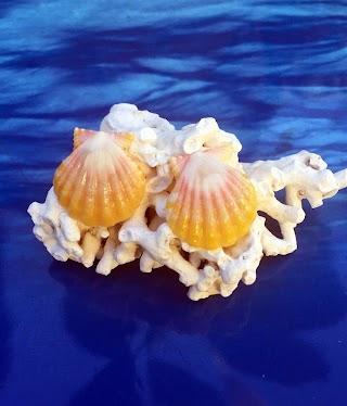 Sunrise Shells Jewelry by MonicaByTheShore Hawaii