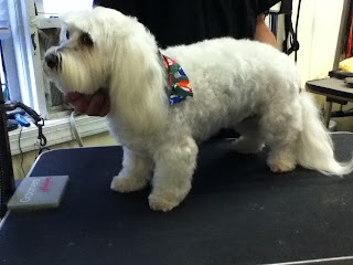 Bonnie's Dog & Cat Grooming