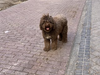 Clínica Veterinaria Serbal