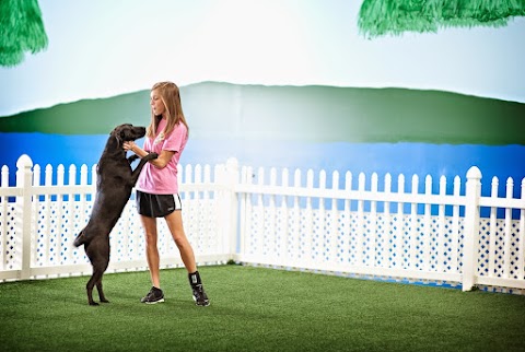 Savy Paws Pet Resort