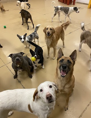 My Dogs Daycare