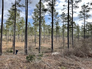 Palmetto Pulpwood & Timber