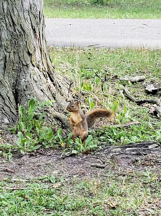 Waynedale Park