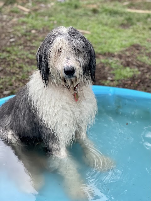 Summer camp for dogs all year long