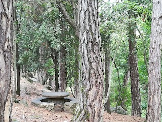 Castaños de Castellfollit