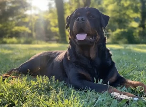 Happy Dog Park