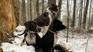 Great Off Leash Dog Training, llc