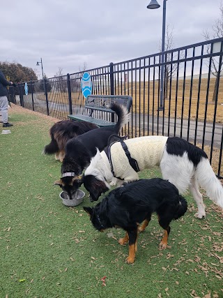 Dog Park at Clay Terrace