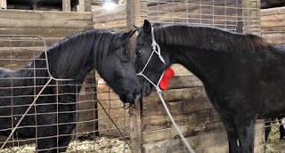 Equus Rescue and Therapy