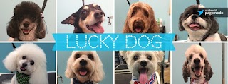 Lucky Dog Grooming & Boutique