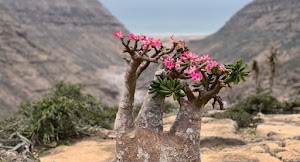 Socotra H Tours