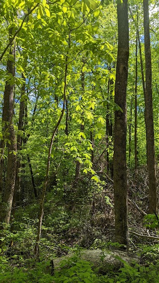 Log Hollow & Discovery Falls Trailhead