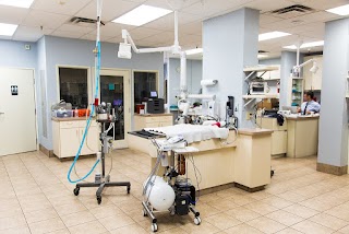 Arizona Veterinary Dental Specialists - Scottsdale