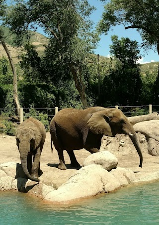 Elephant Encounter at Hogle Zoo