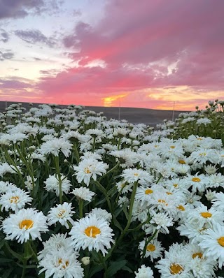 Juniper Canyon Flower Farm