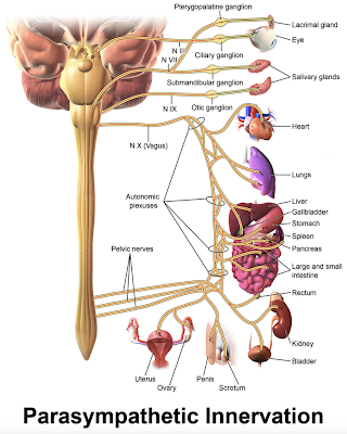 The Brain Coaching & Psychotherapy Place