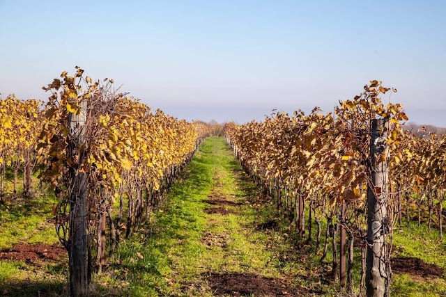 Tere Ruse Agri-turismo Biologico